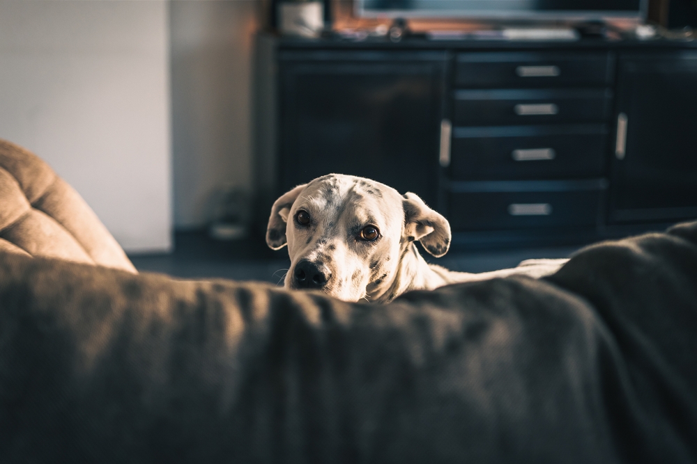 White dog sitting in semi dark room 