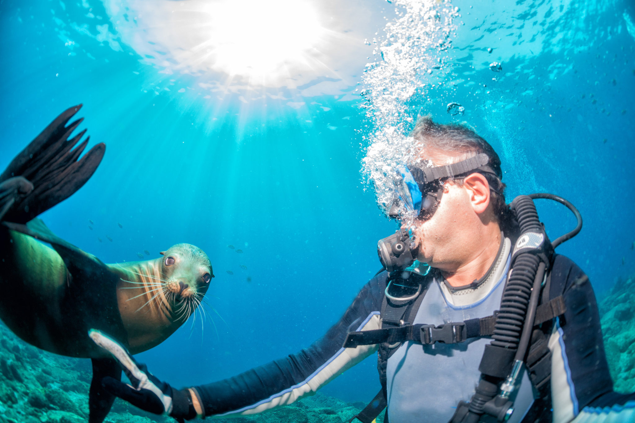 Diver approaching sea lion underwater