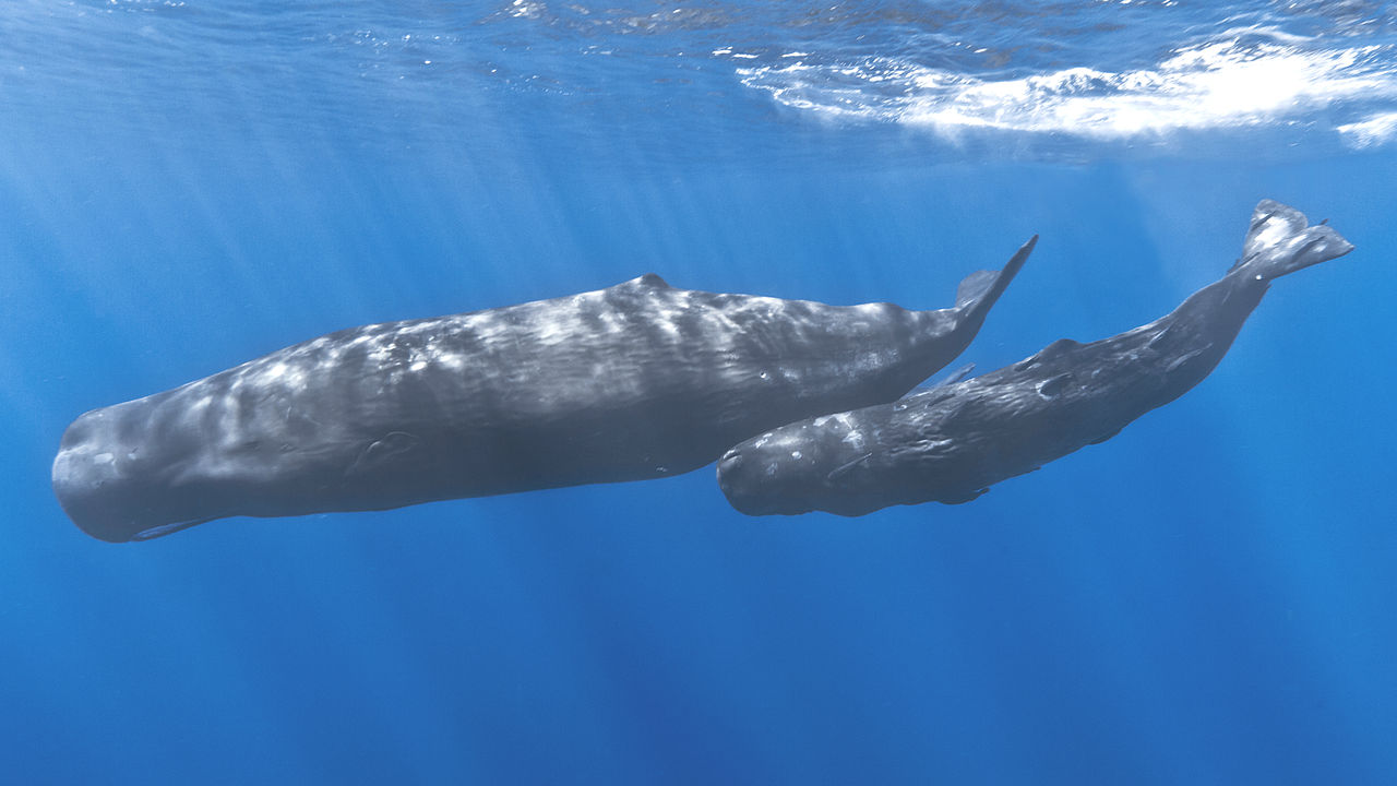 Mother And Baby Sperm Whale-Brightened at sea.