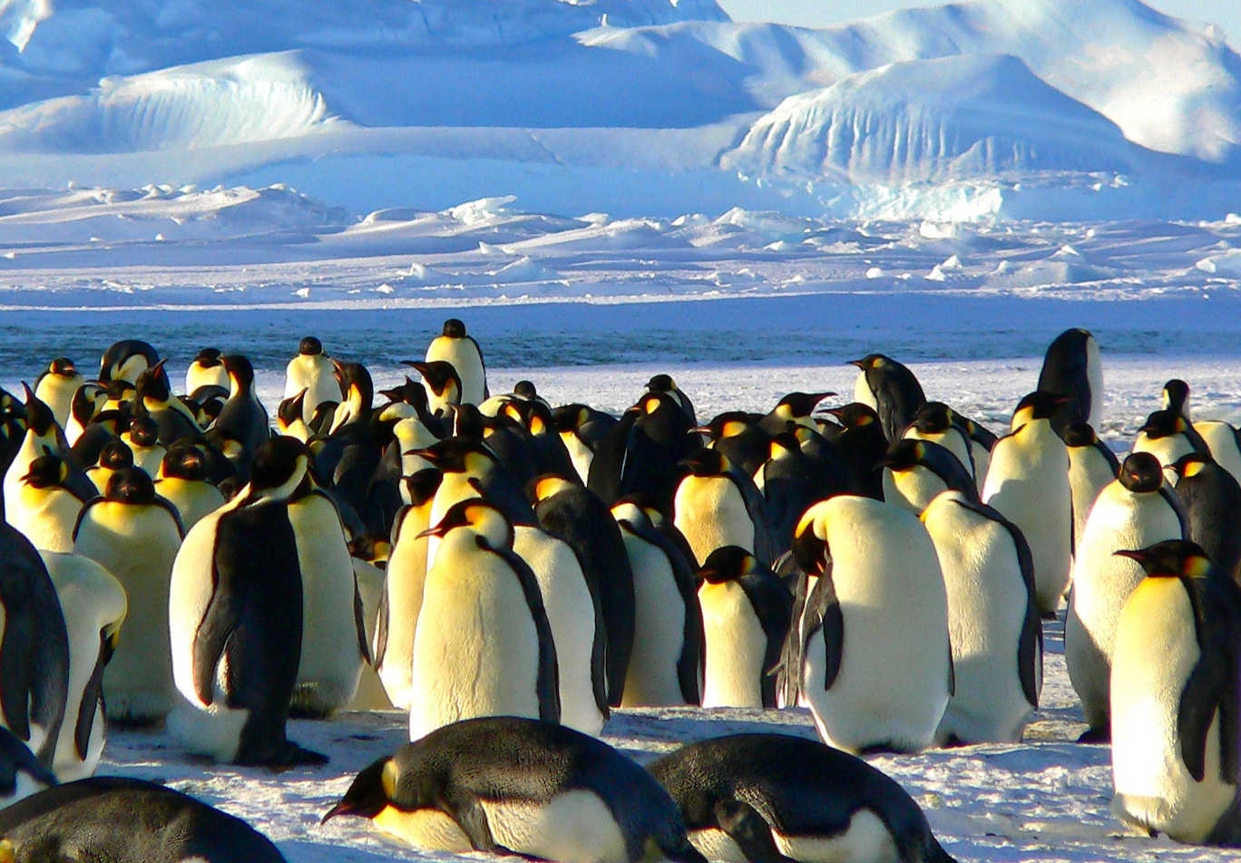 penguins on ice