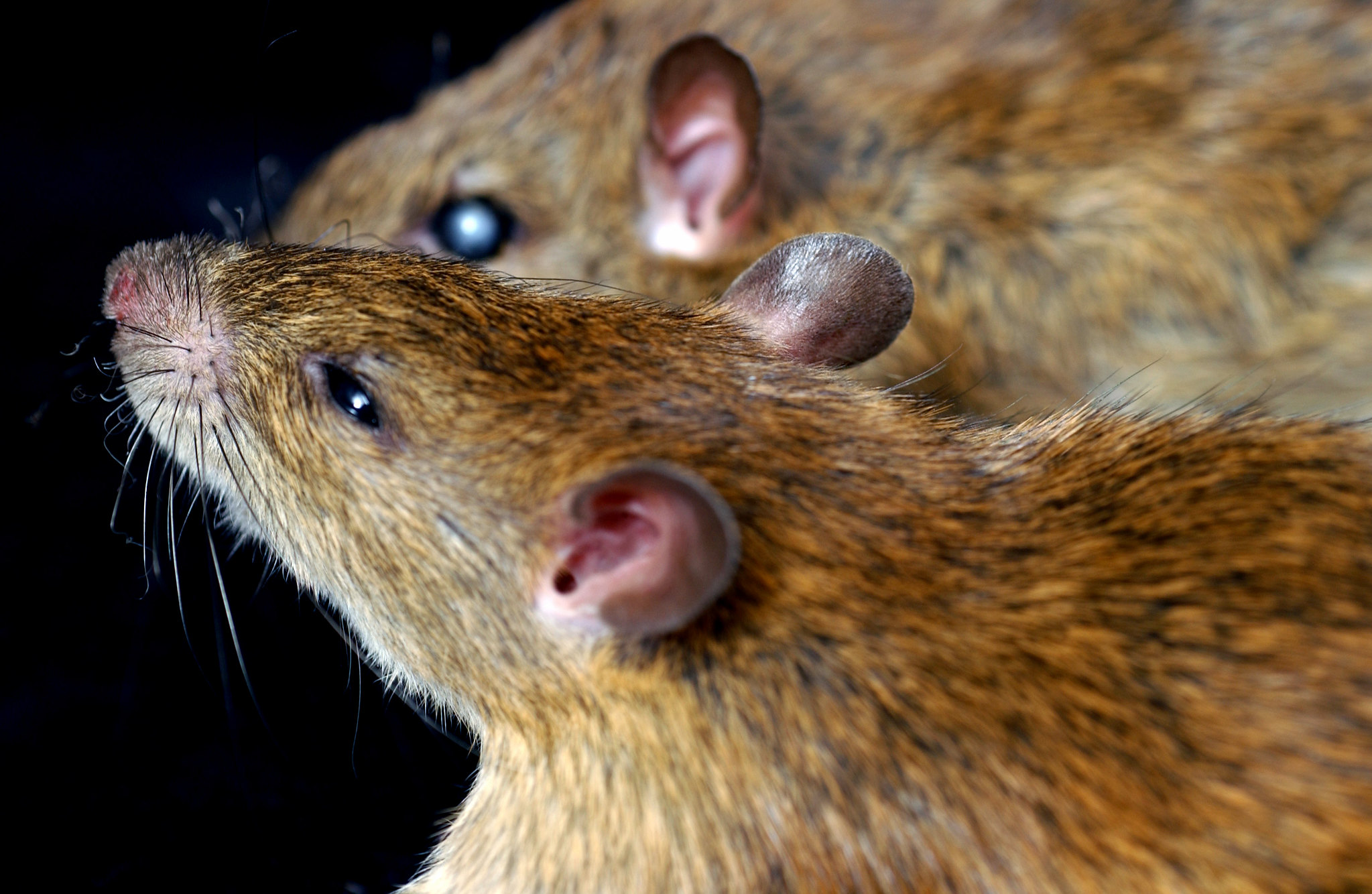 Brown Field rats - close up photo