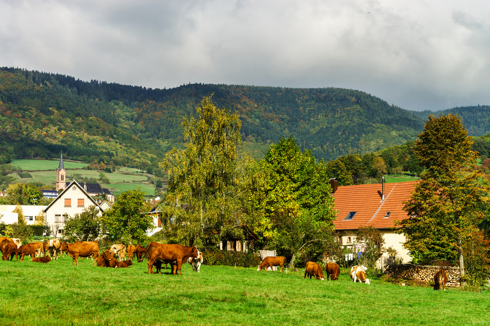 French farms with cows in front on green field pasturage on a summer sunny day