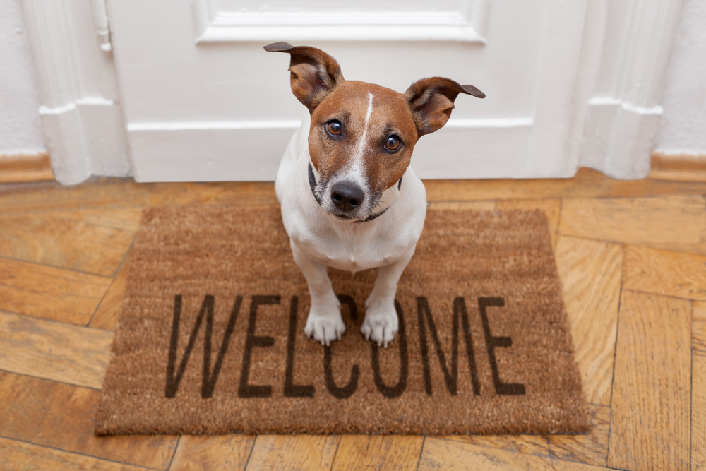 jack russell dog sitting on a welcome home brown mat