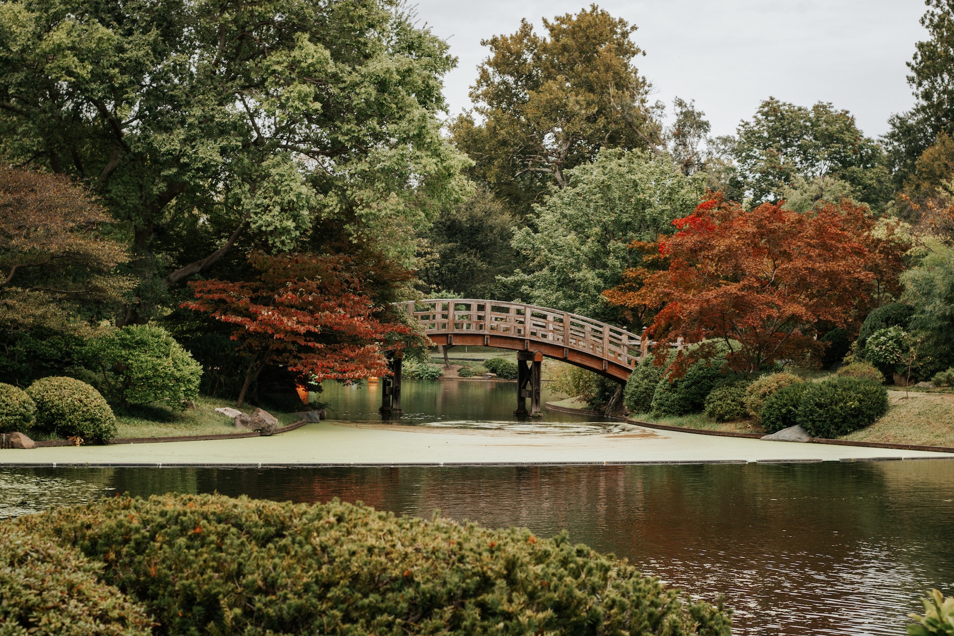wooden bridge by the river in a park surrounded with trees