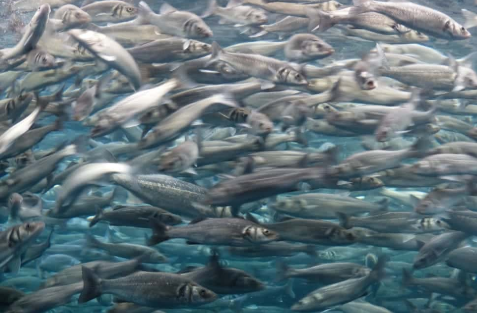 Creepiest Thing They Have Ever Seen Facts