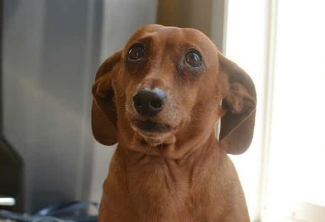 Neighbor From Hell facts