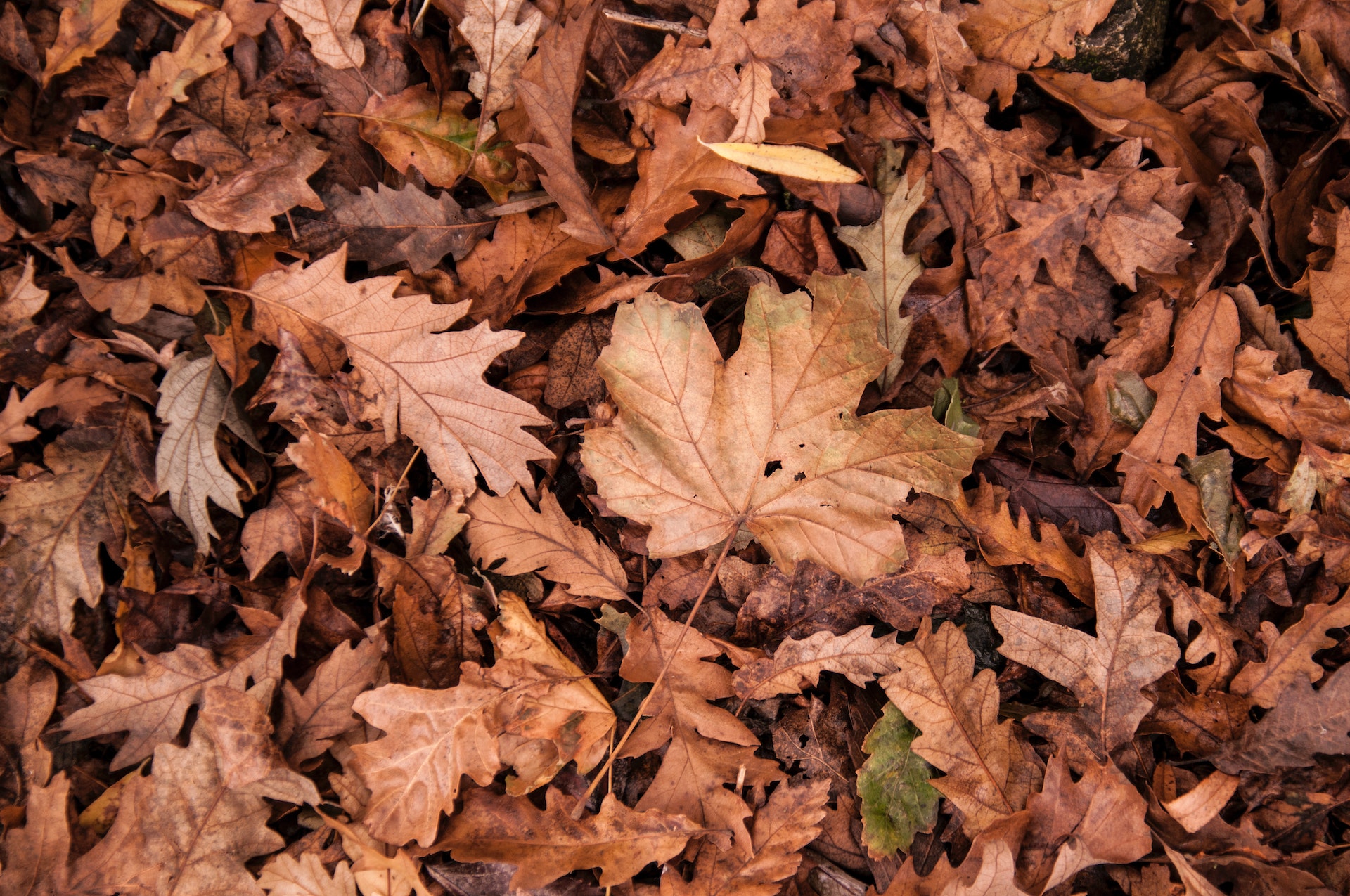 dry oak tree leaves