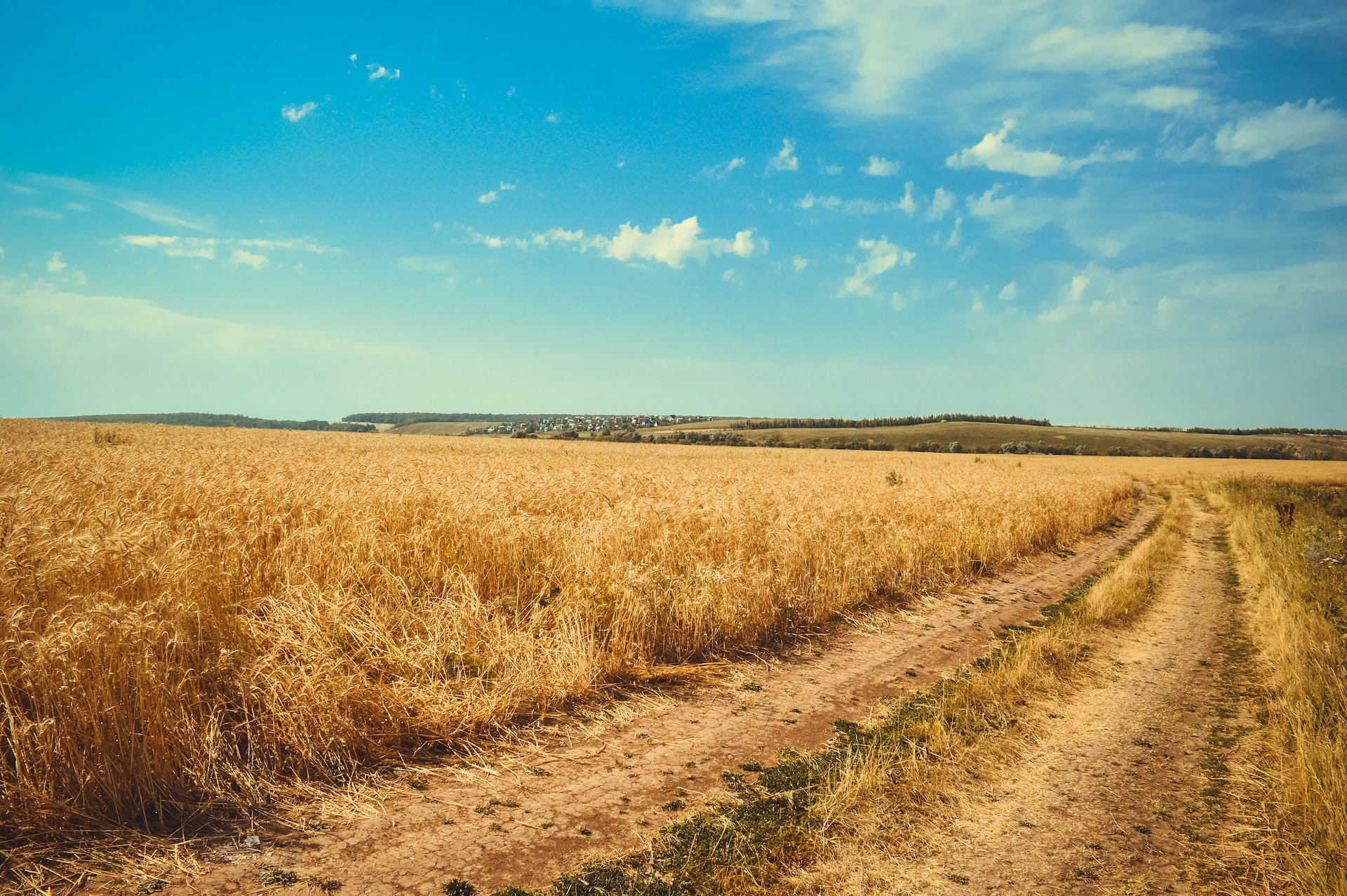 brown wheat field under white clouds