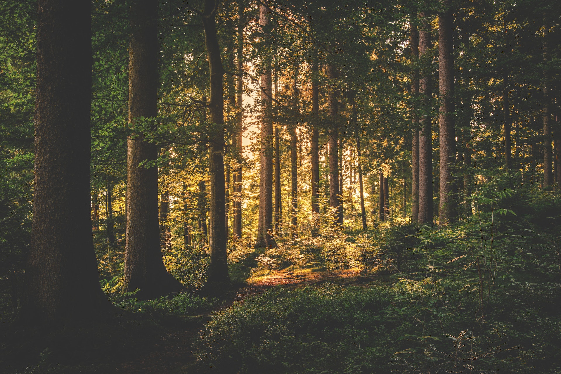 green leaf trees in forest with sun rays