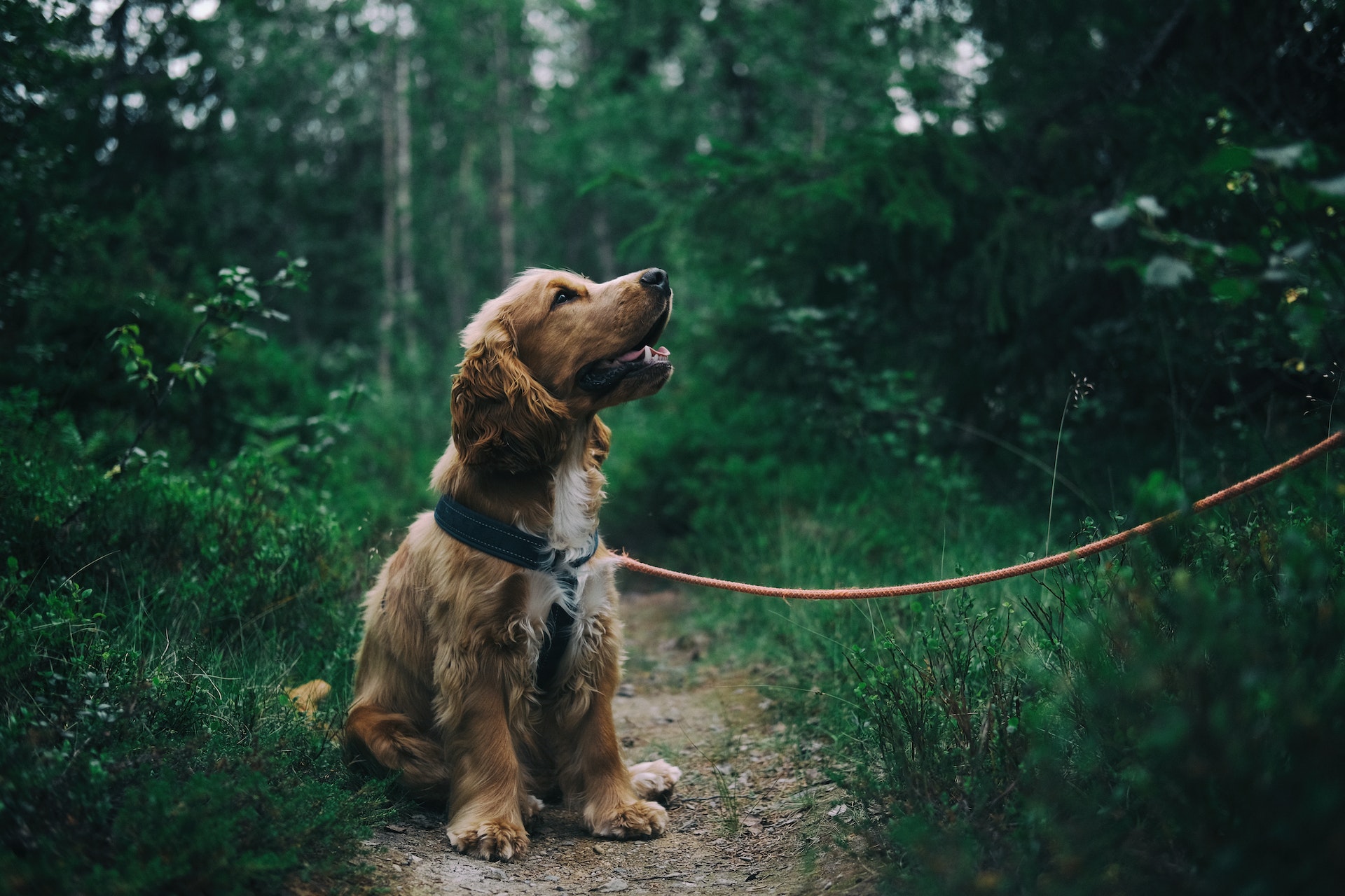 English cocker spaniel puppy sitting on ground beside grass