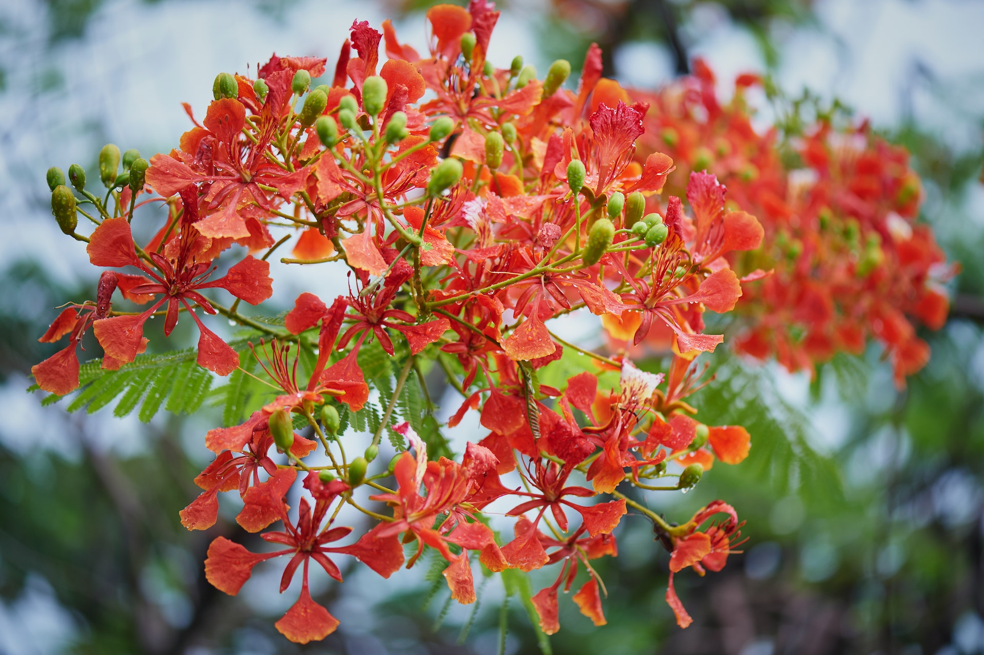 close up shot of red flowers of the poinciana trees