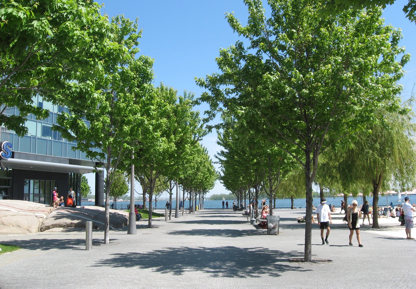 Trees at Sugar Beach: Toronto, Ontario - 2014