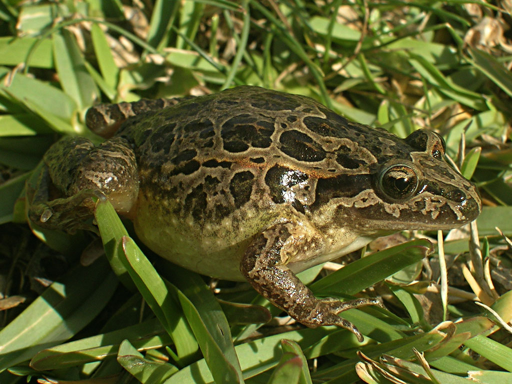 Photography of an Iberian Painted Frog