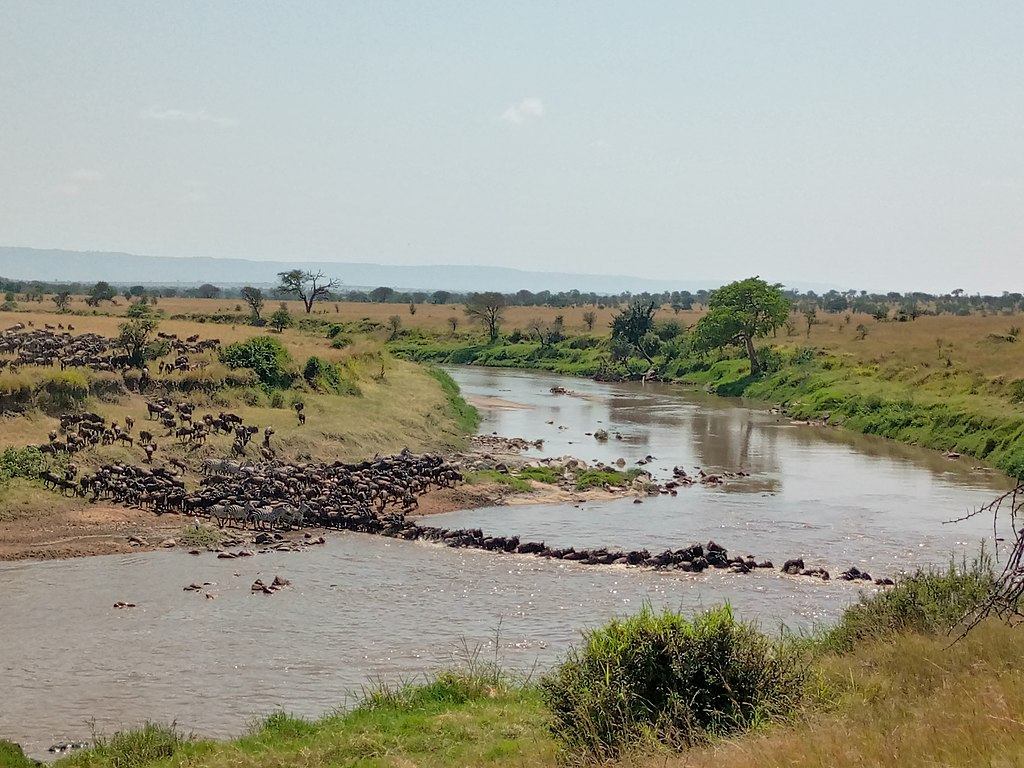 Great Migration, a natural movement of big animals in Kogatende, Serengeti