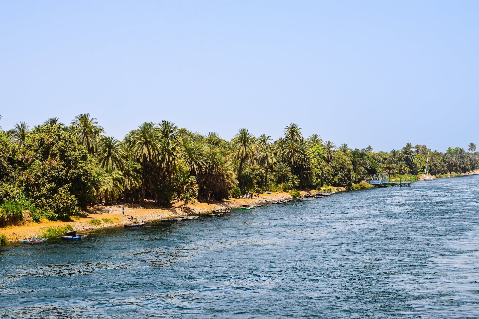 palm trees forest by the river Nile