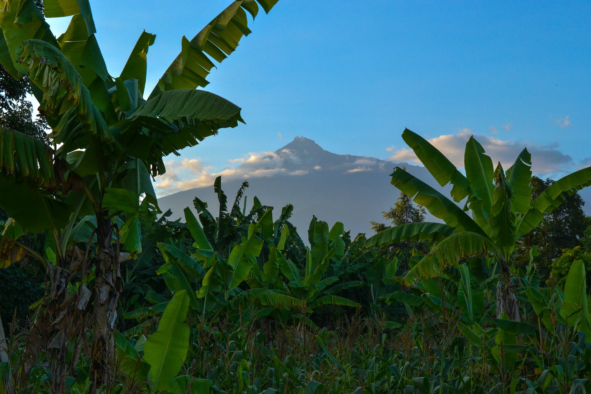 green banana plant trees under clear sky