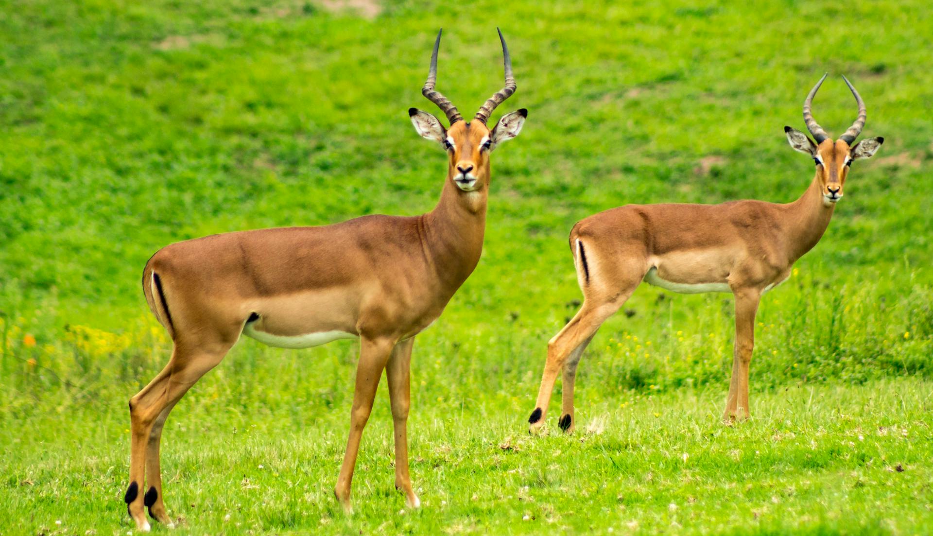 two gazelles standing next to each other