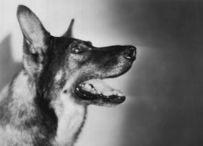 Rin Tin Tin 1929