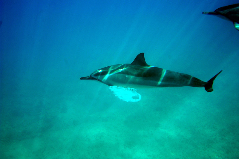 Photo of a dolphin playing with a plastic bag swimming underwater