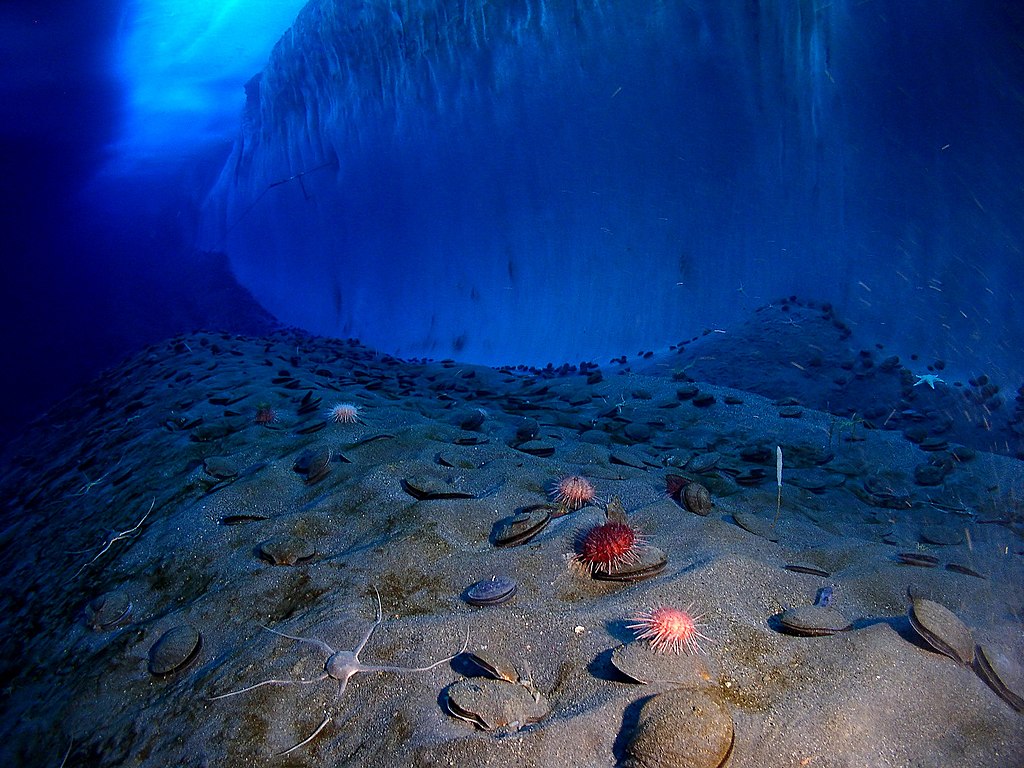 Image of an ice wall and the ocean floor adjacent to remote-controlled photographic equipment at Explorer's Cover