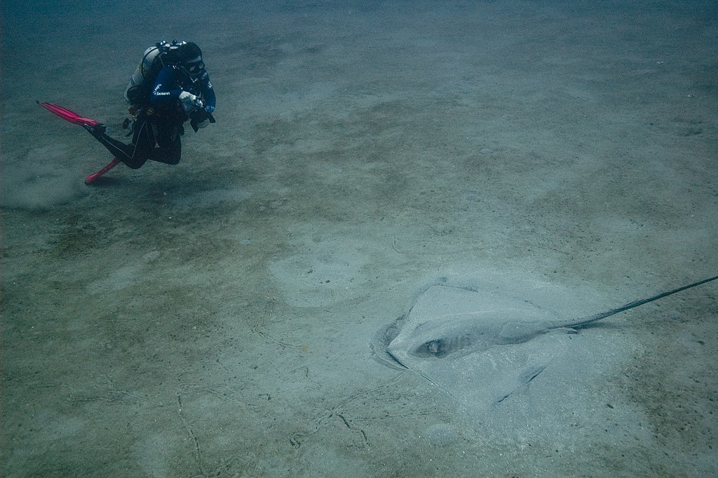 Diver investigating the wreck of the U-boat U-352, ray hiding in the sand.