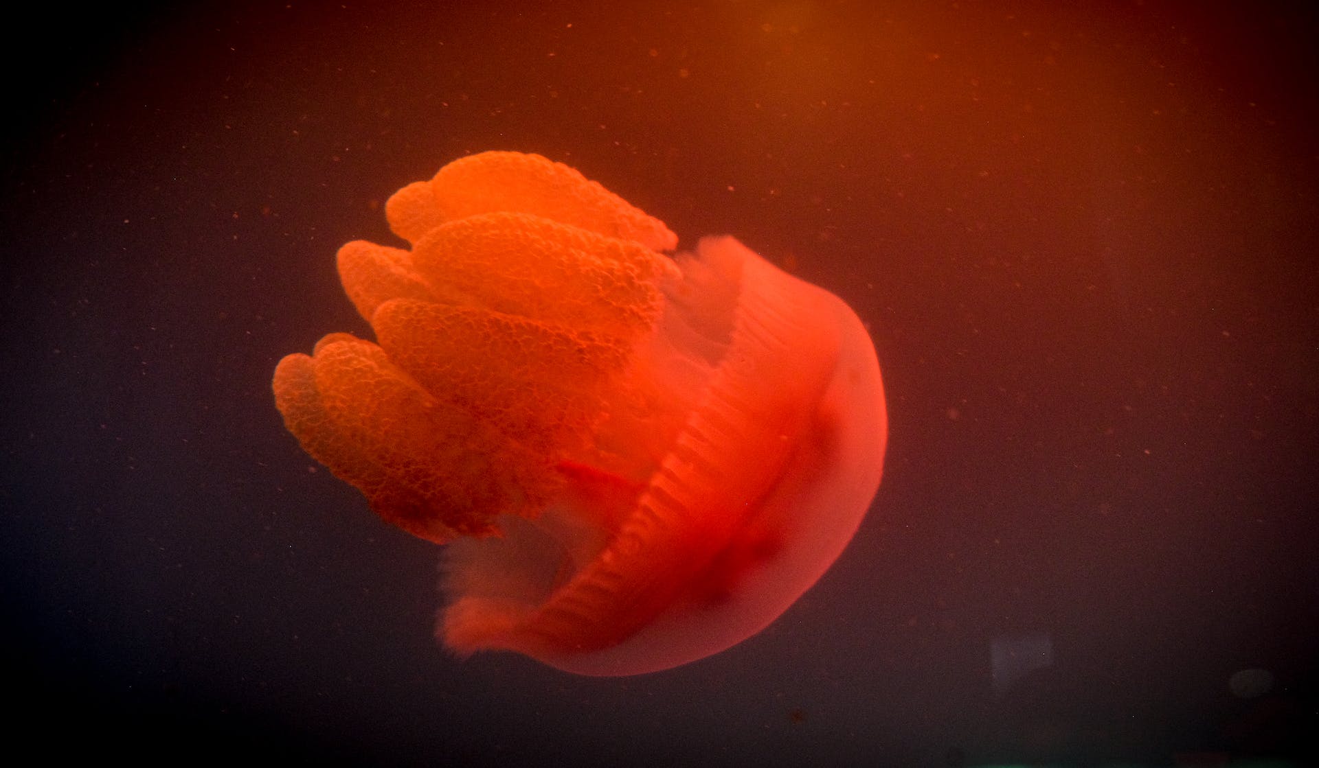 red jellyfish swimming underwater
