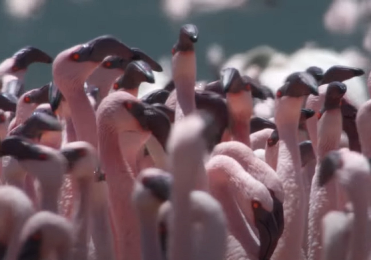 Screenshot of Flamingos in Africa - from Planet Earth (TV Series)