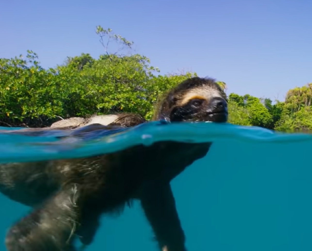 Screenshot of swimming Sloth - from Planet Earth (TV Series)