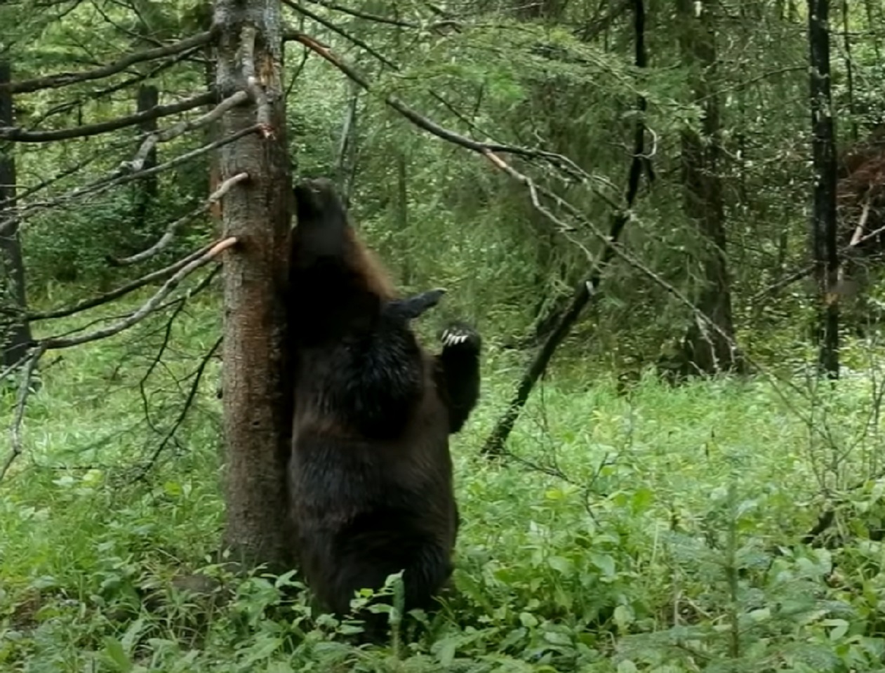 Screenshot of bear scratching her back - from Planet Earth (TV Series)