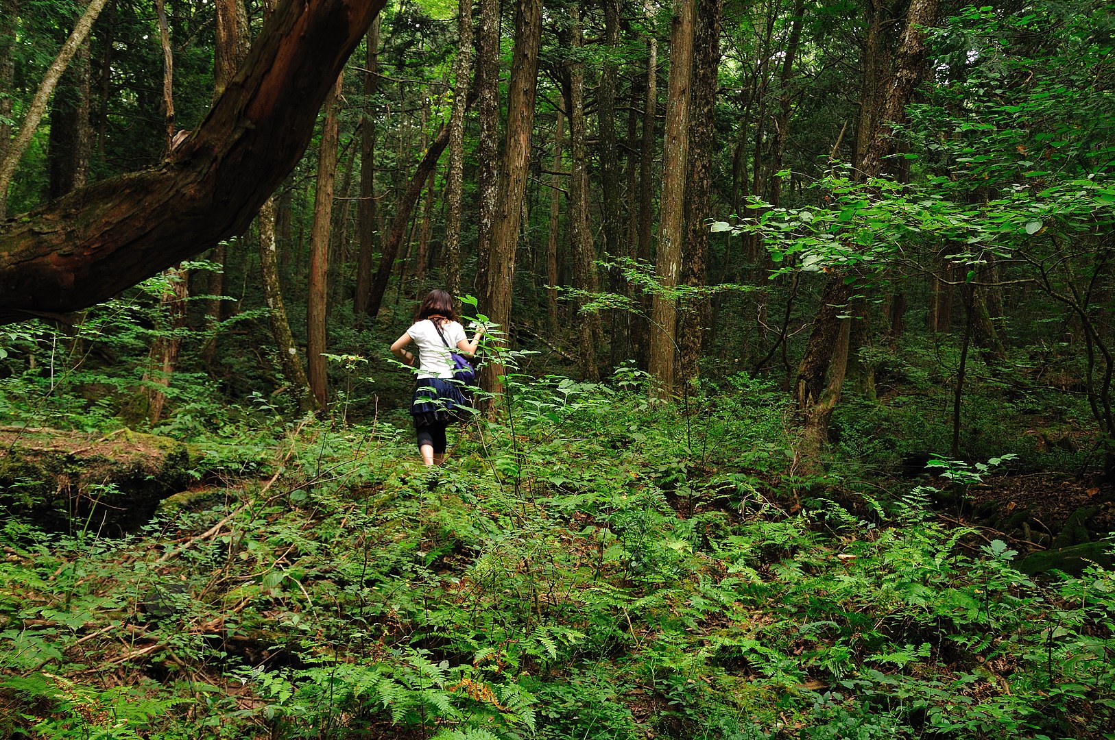 Aokigahara forest