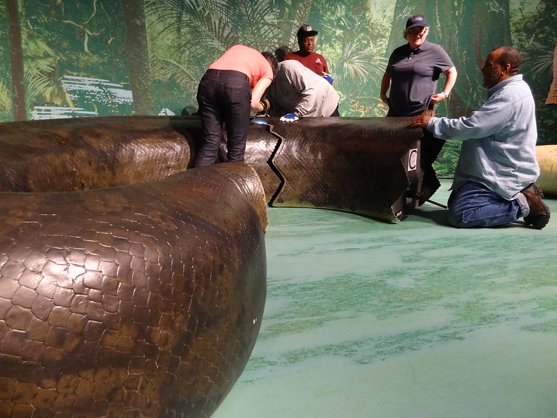 Titanoboa model