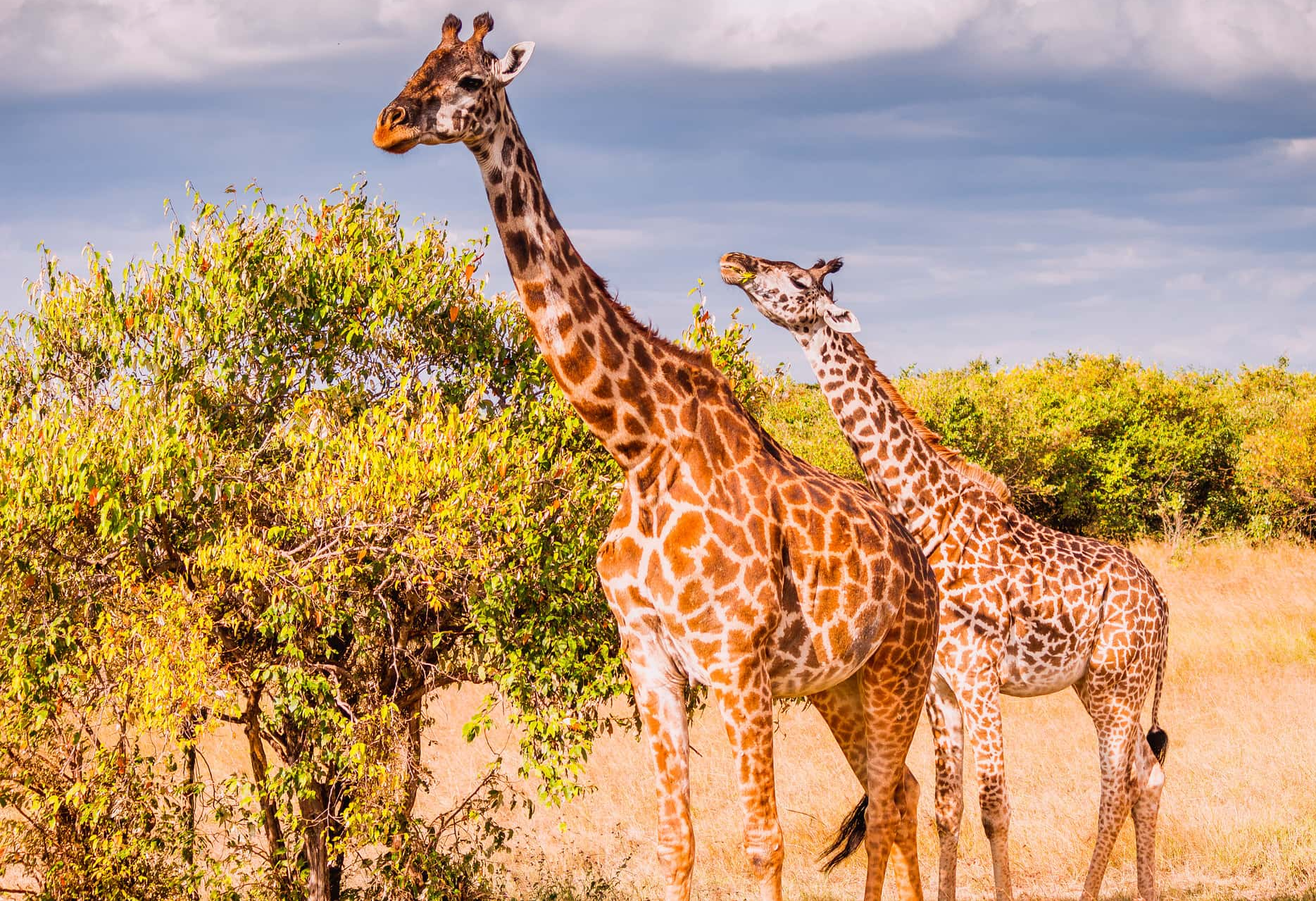 Animal Romance facts