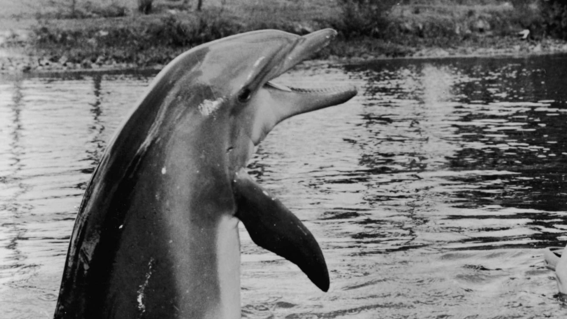 Ruining Childhood Facts