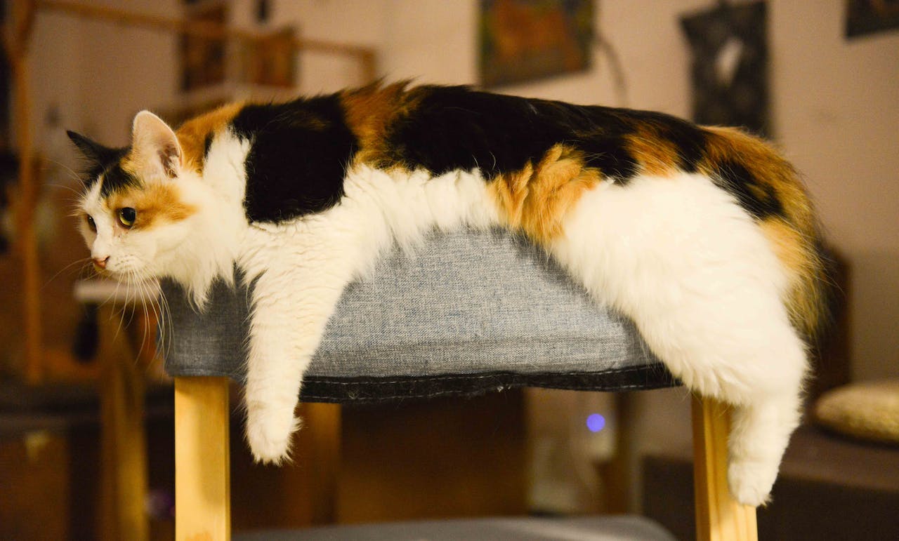 Cat laying on the chair