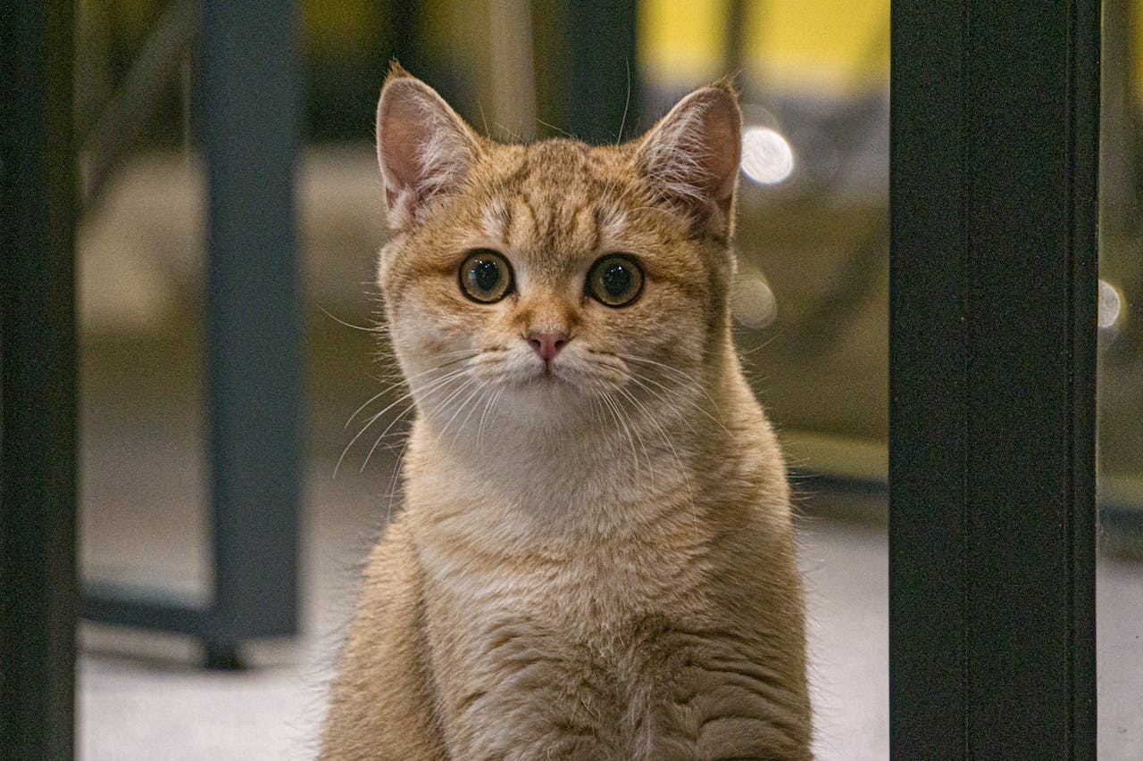 Cat looking at front