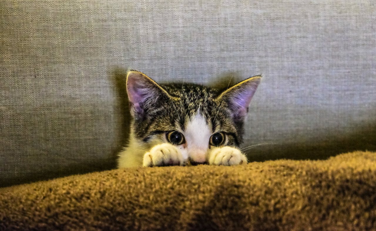 Small cat is hiding on the sofa.