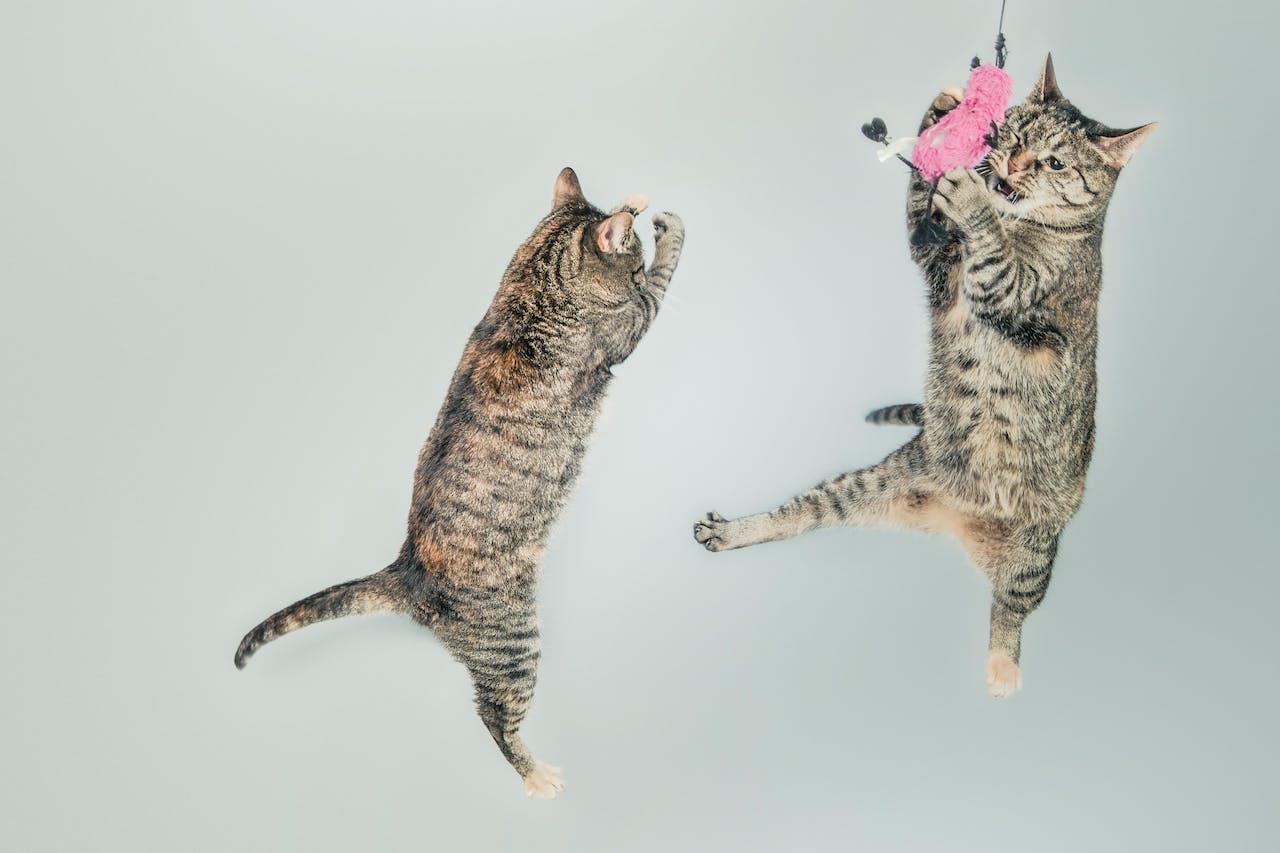 Cat jumping