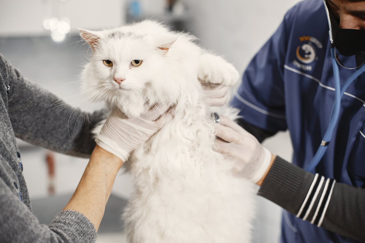 White cat in vet's office