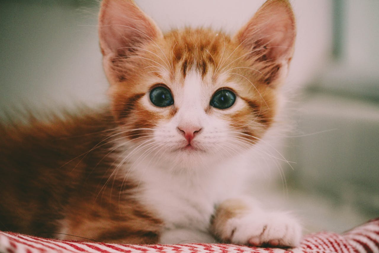 Small white and orange cat