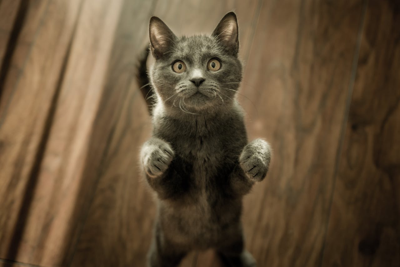 Grey cat standing on back legs