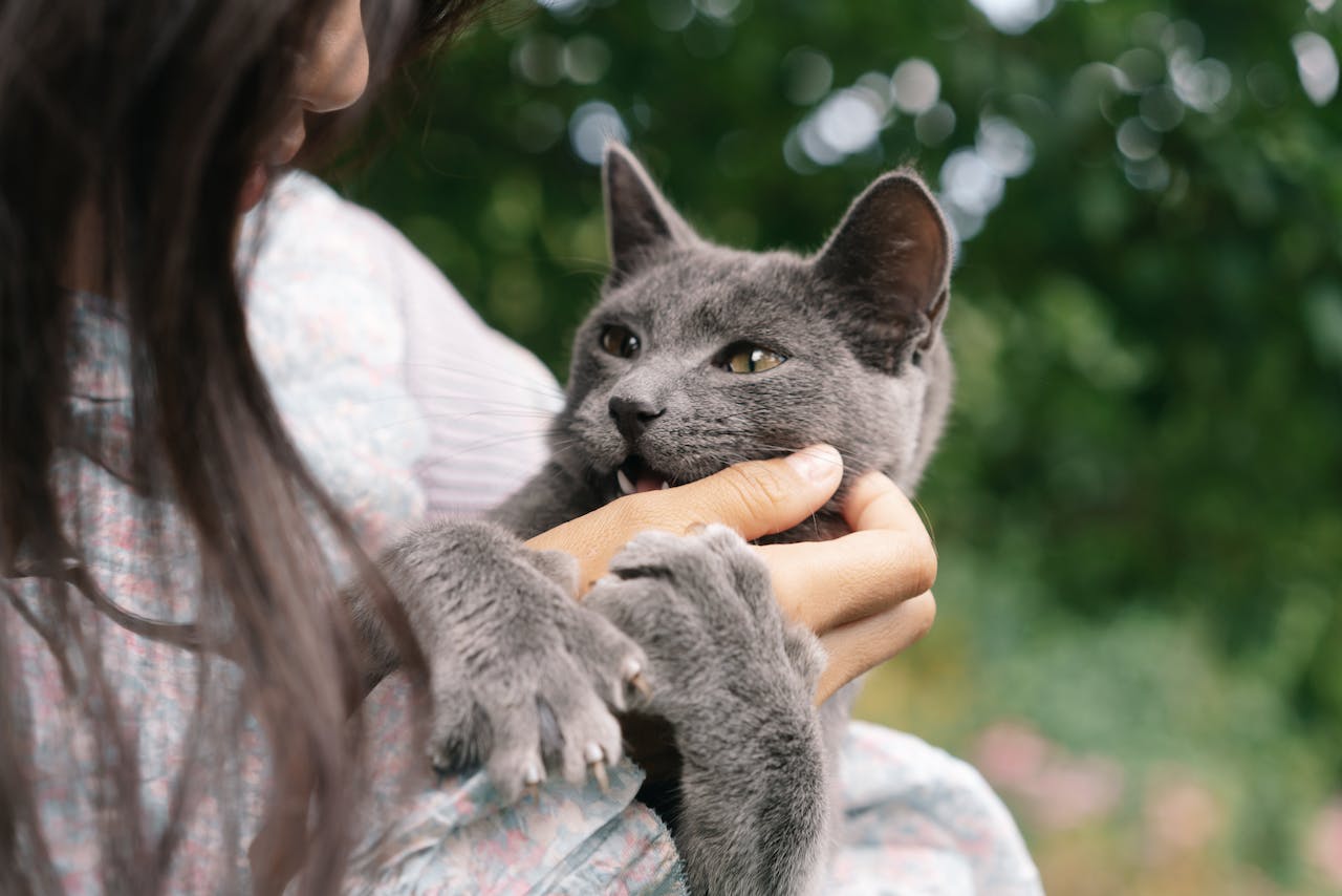 Woman holding a grey cat