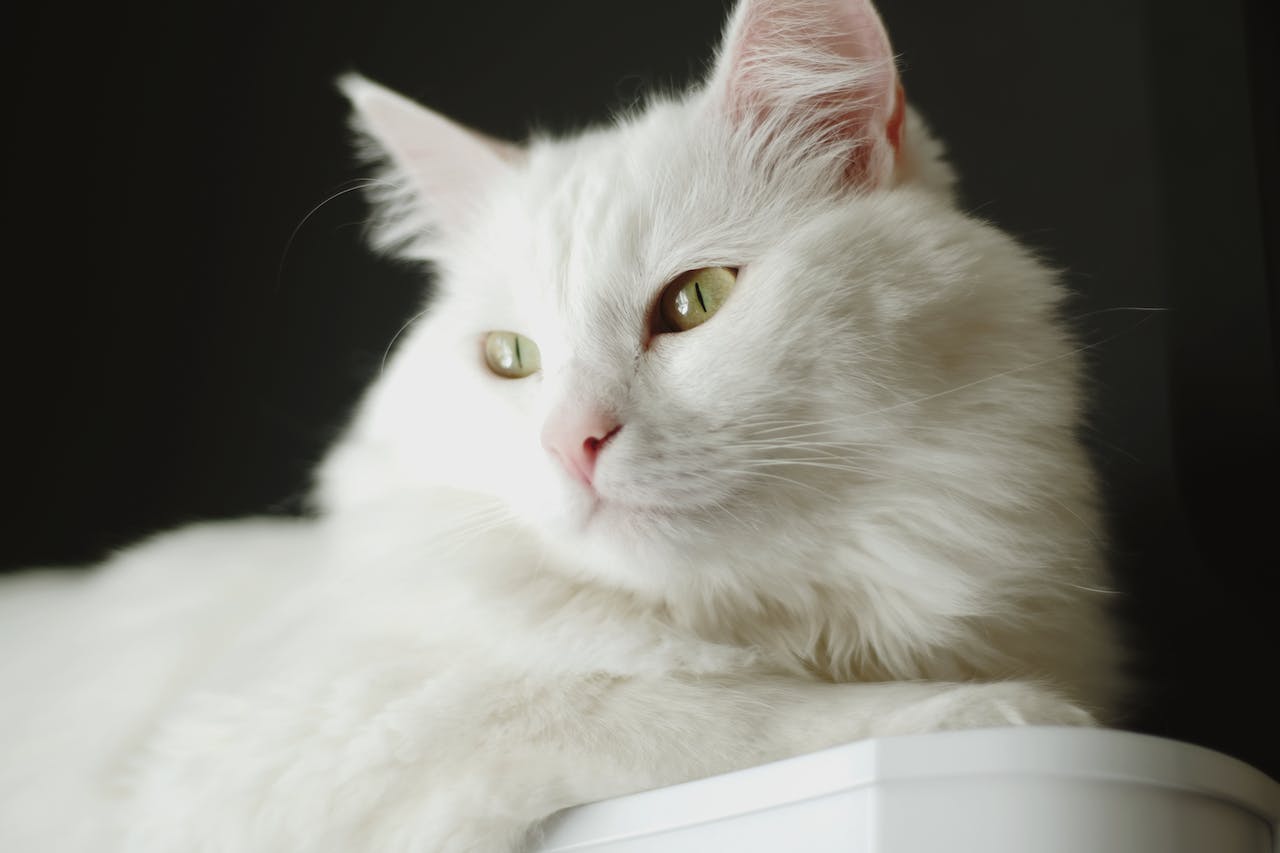 Turkish white Van cat