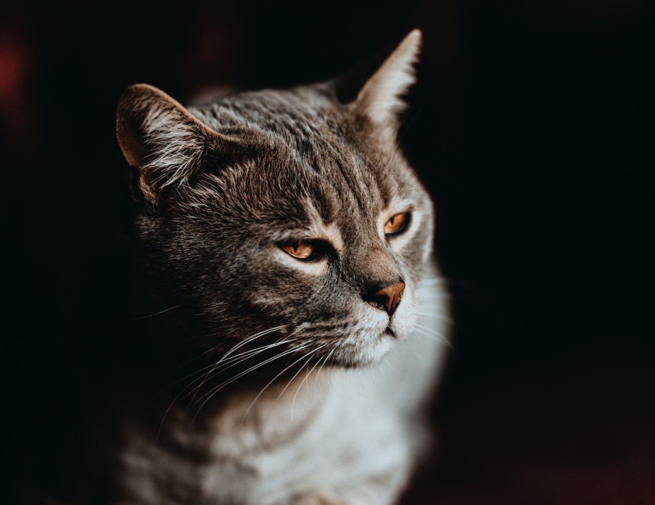 Cat laying in the dark