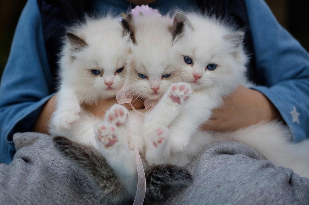 Woman holds three kittens