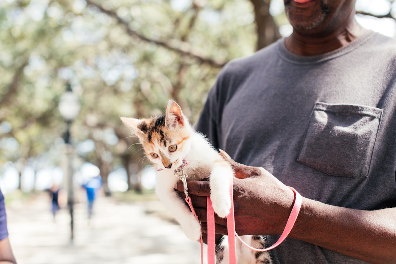 Man with grey shirt is holding a small cat