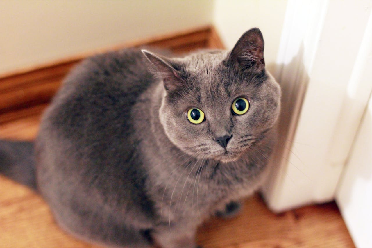 Grey cat indoor