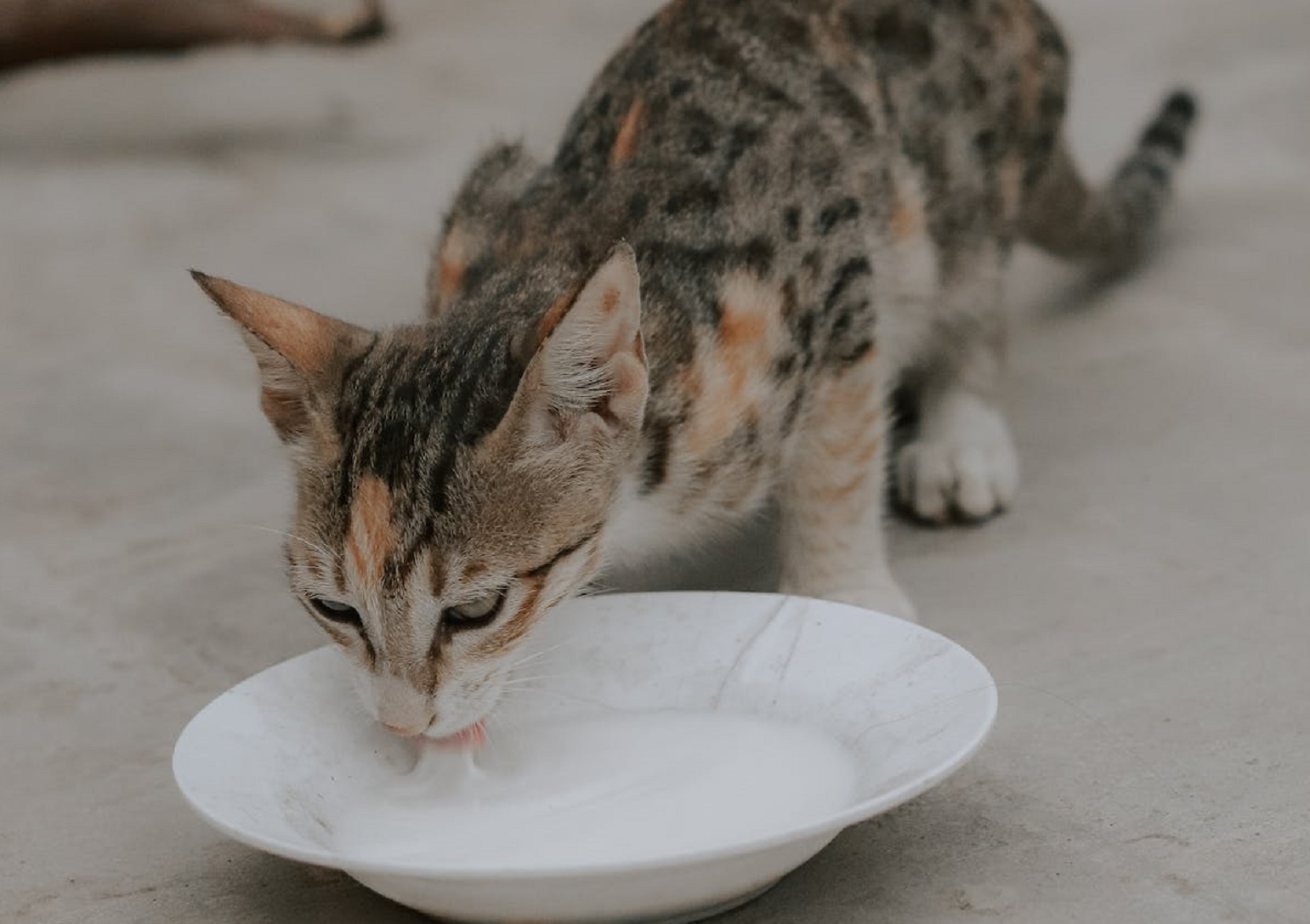 Cat drinking milk