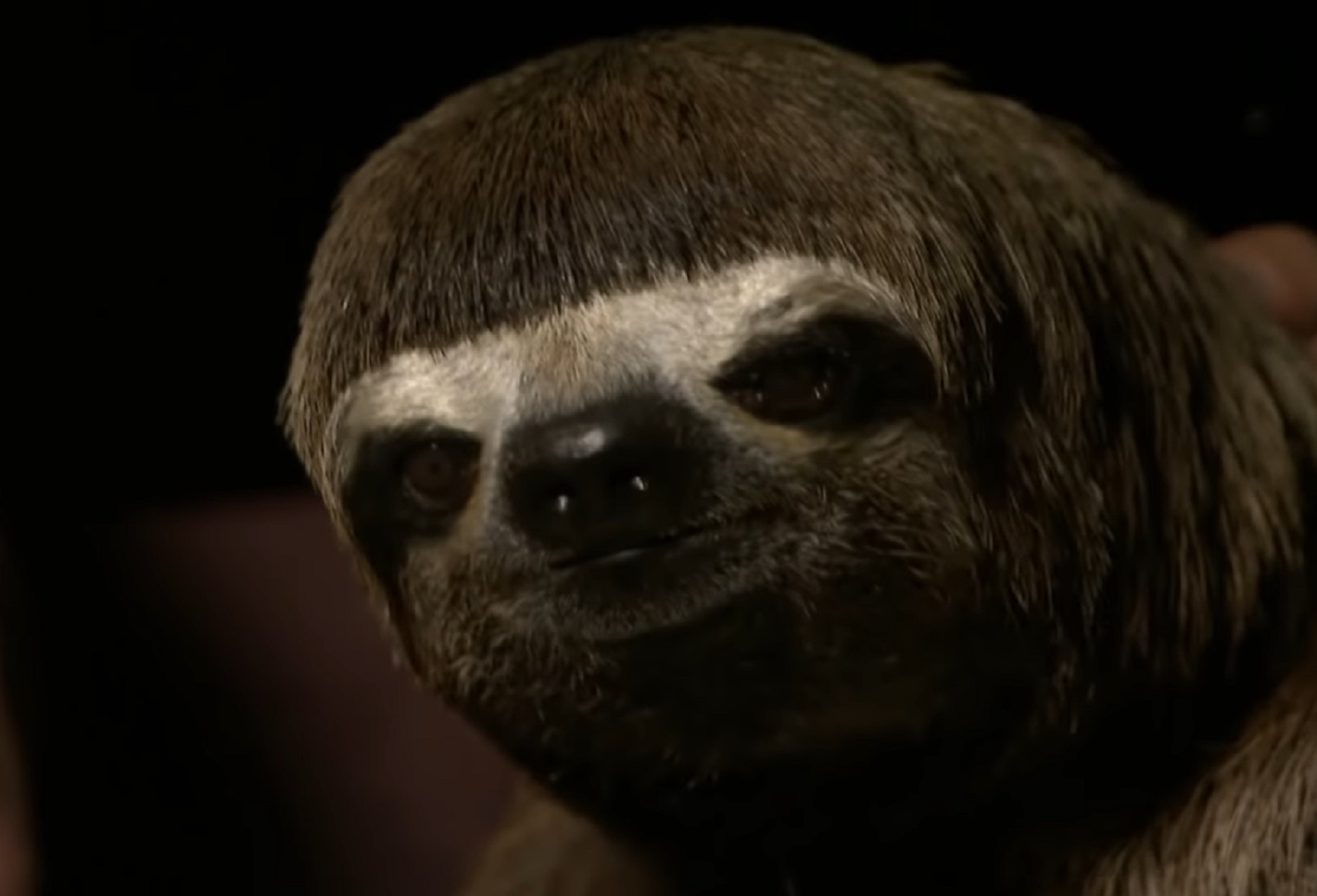 Screenshot of Three Toed Sloth - from Planet Earth (TV Series)