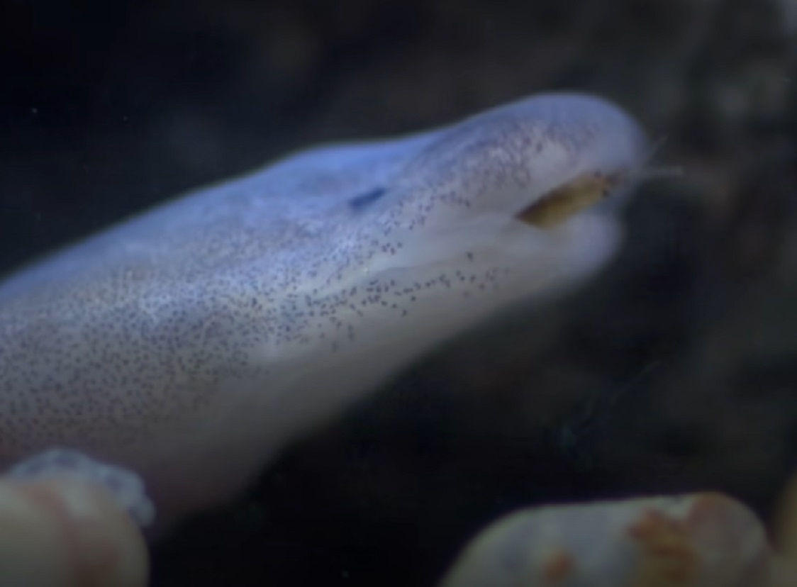 Screenshot of blind cave fish - from Planet Earth (TV Series)