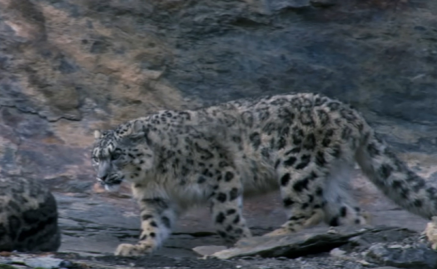 Screenshot of snow leopard - from Planet Earth (TV Series)